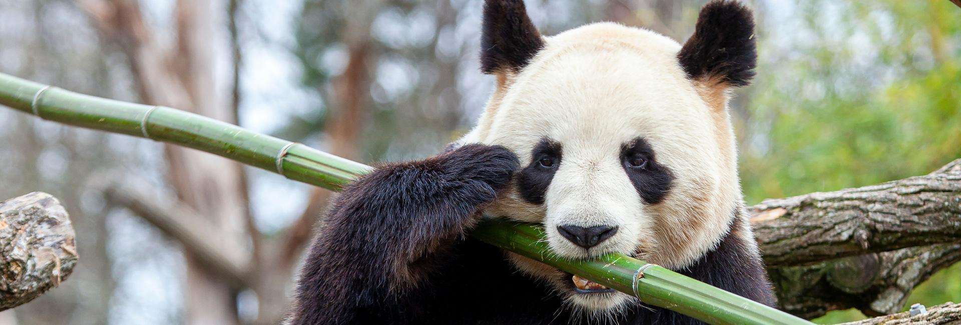 S’évader à proximité de l’autoroute A85